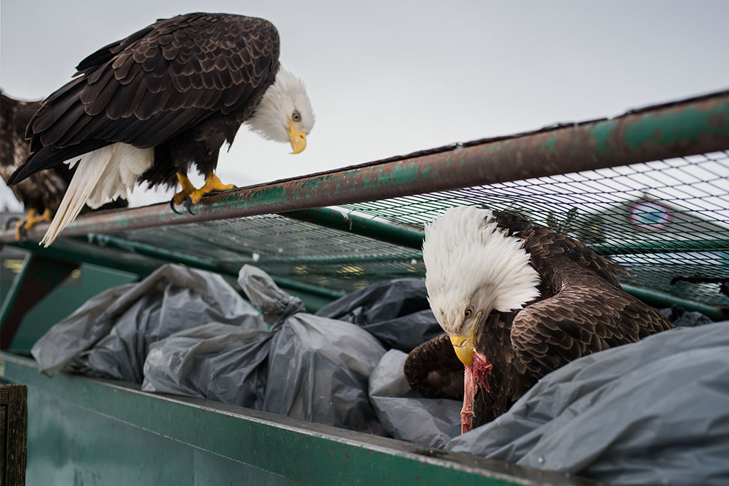 Fisherman Feeds Bald Eagle