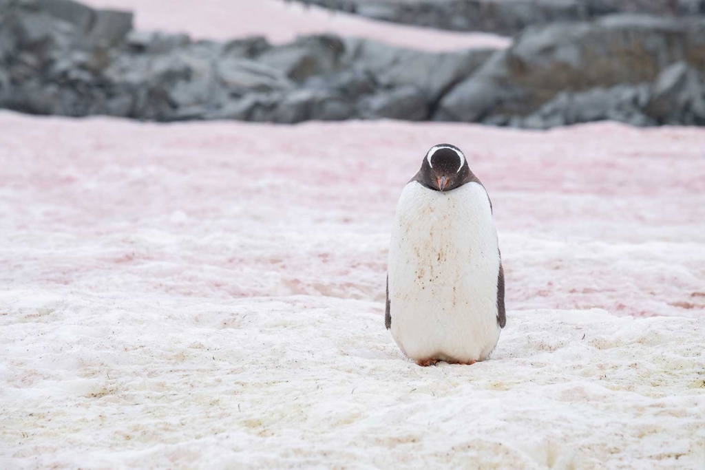 Pink snow on Petermann Island, Antarctic peninsula