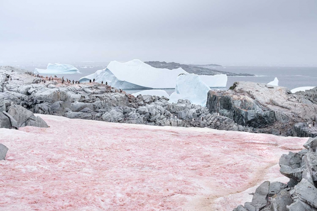 Pink snow covered glacier