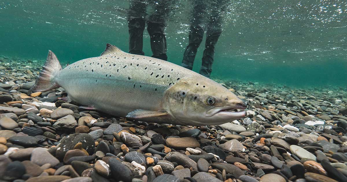 Fly Fishing Atlantic Salmon Canada, frequently asked questions
