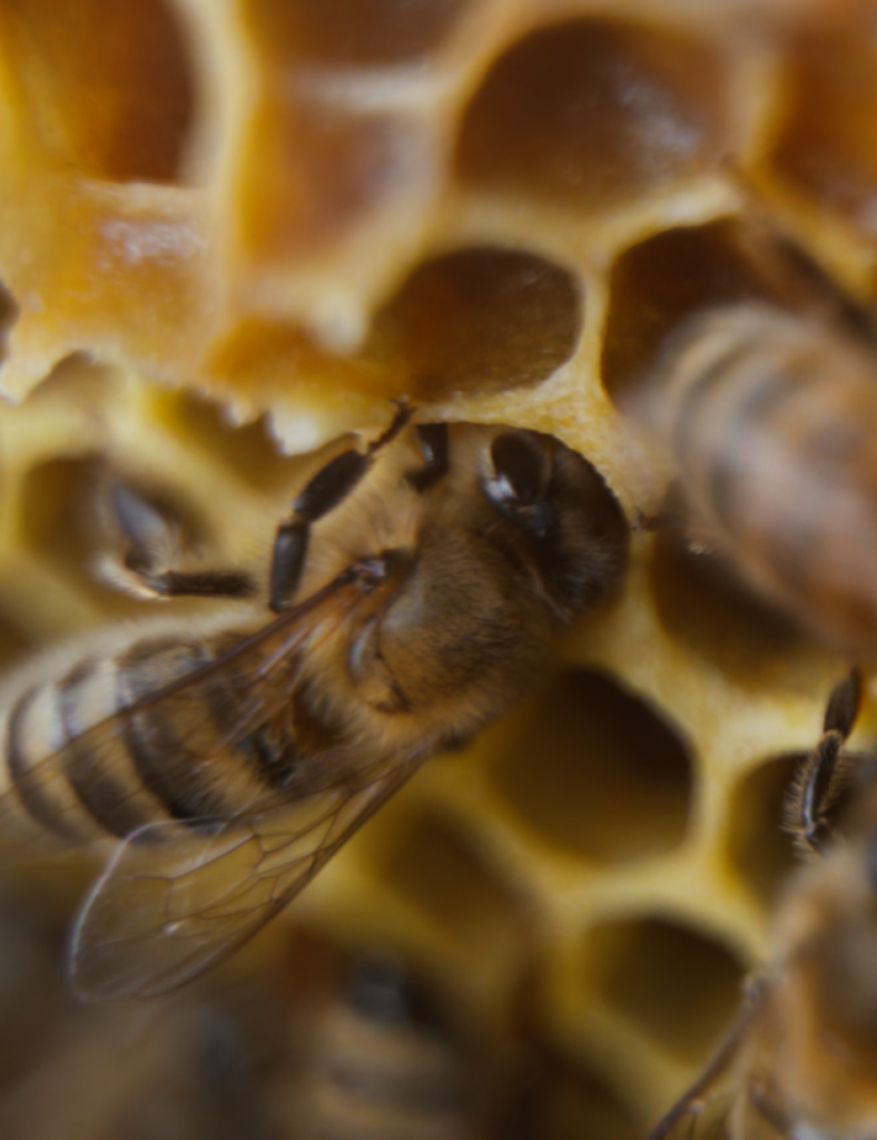 Une abeille posée sur sa ruche.