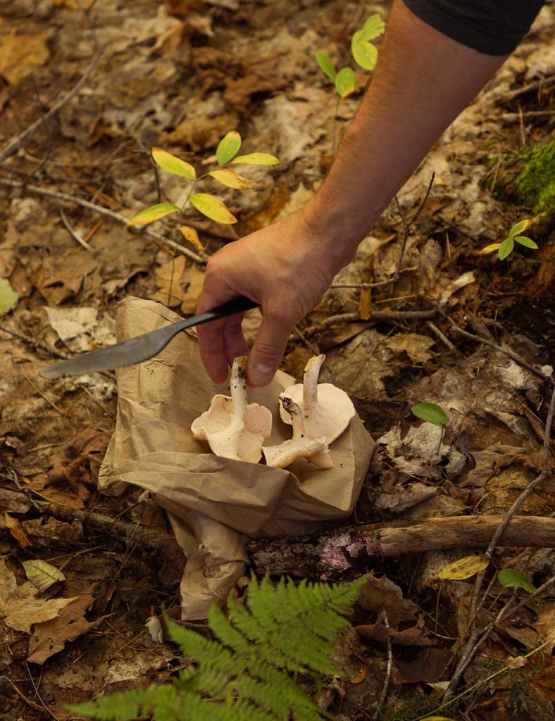 Envie de cueillir des champignons sauvages?