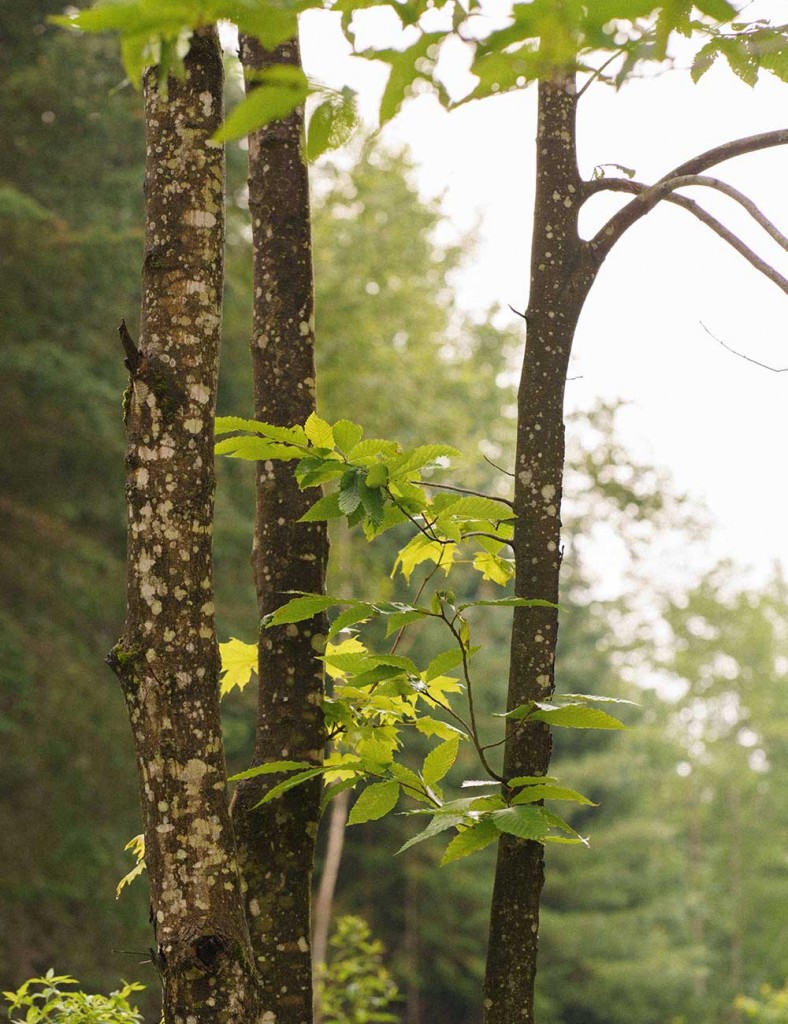 Les 7 plus belles forêts thérapeutiques près de Montréal — Shinrin